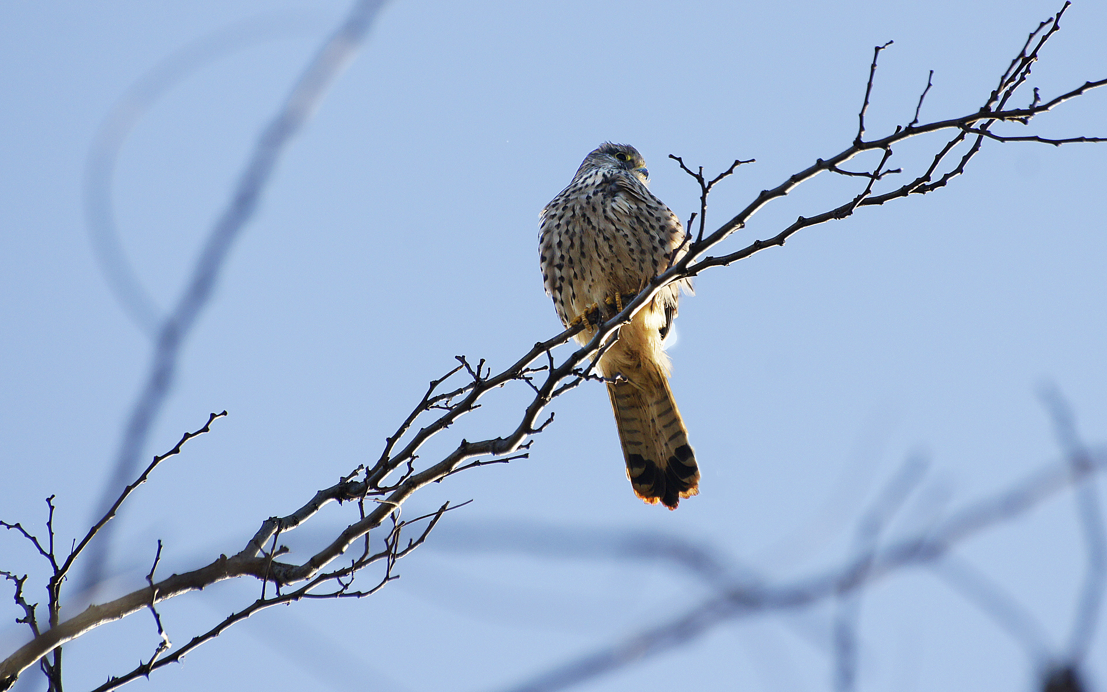 male kestrel