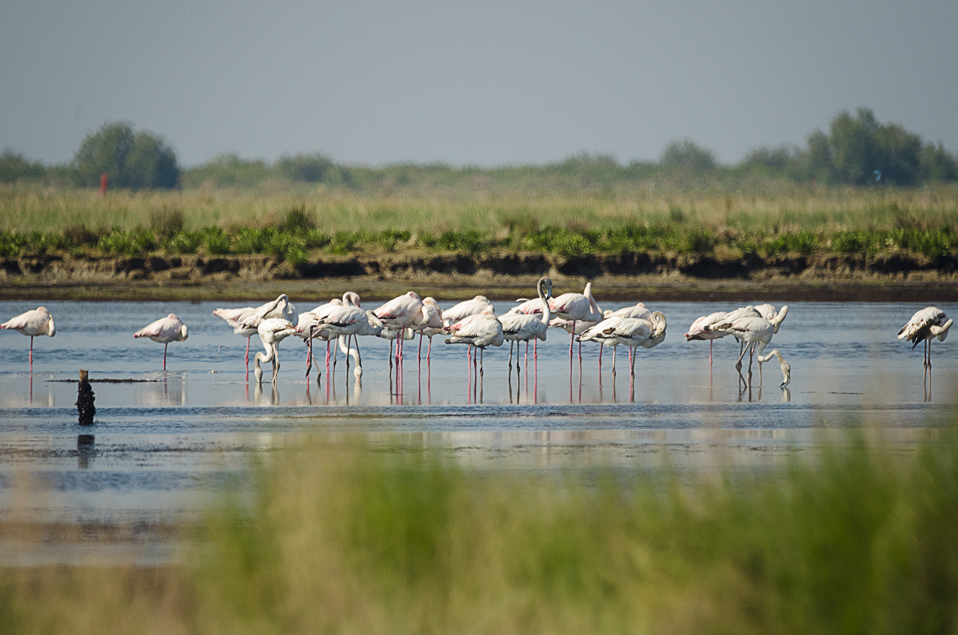Fenicotteri sul delta del PO