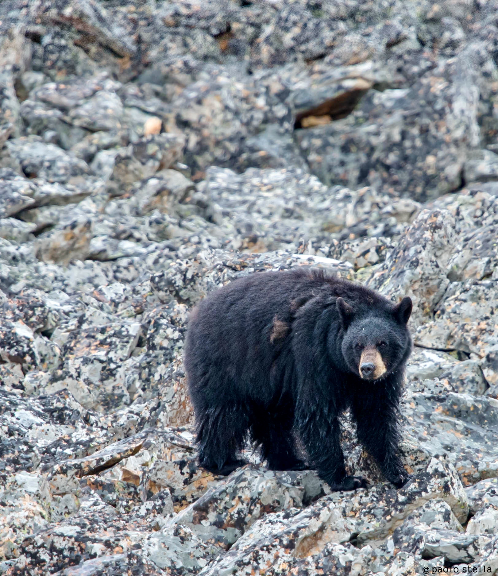 black bear on Pietraio