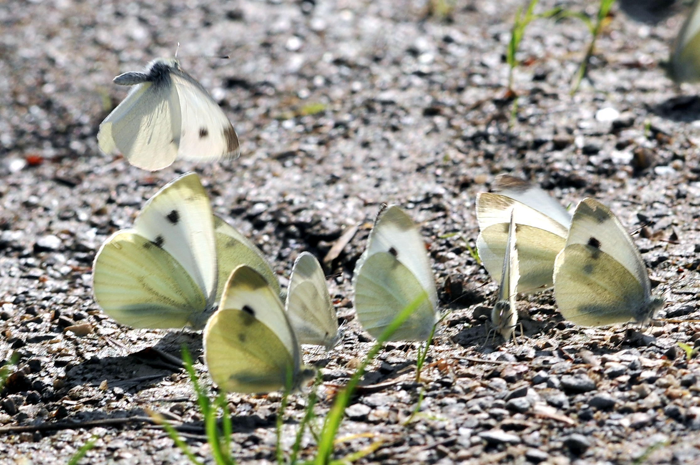 Moments of euphoria of a butterfly