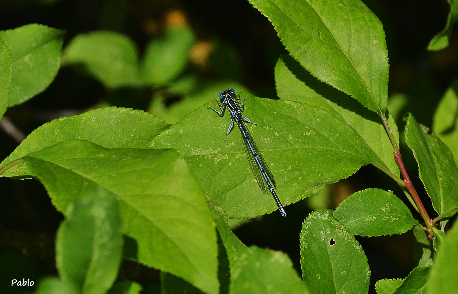 Libellula