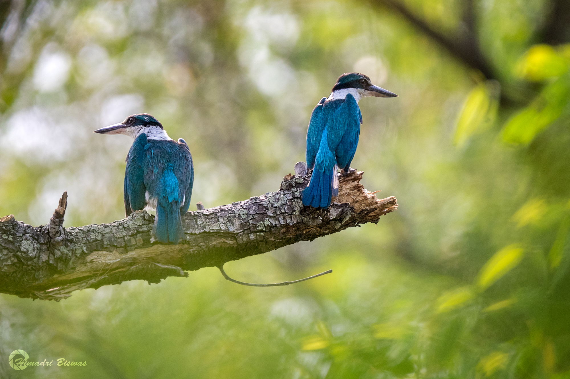 Mangrove Kingfisher Pair