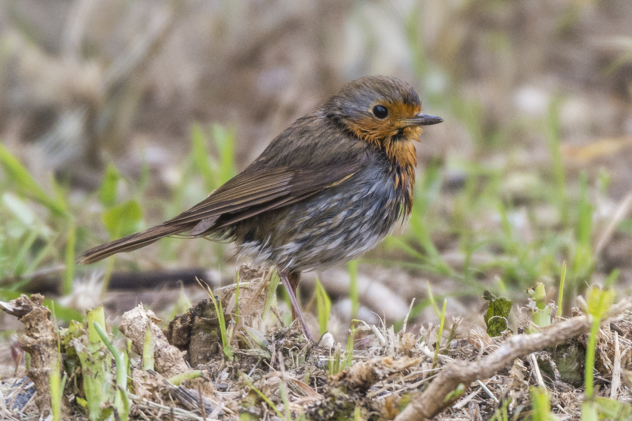 Pettirosso dopo il bagnetto