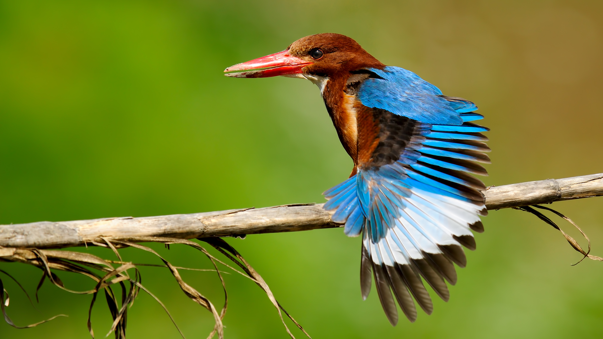 Halcyon smyrnensis »White-throated Kingfisher Adana TR