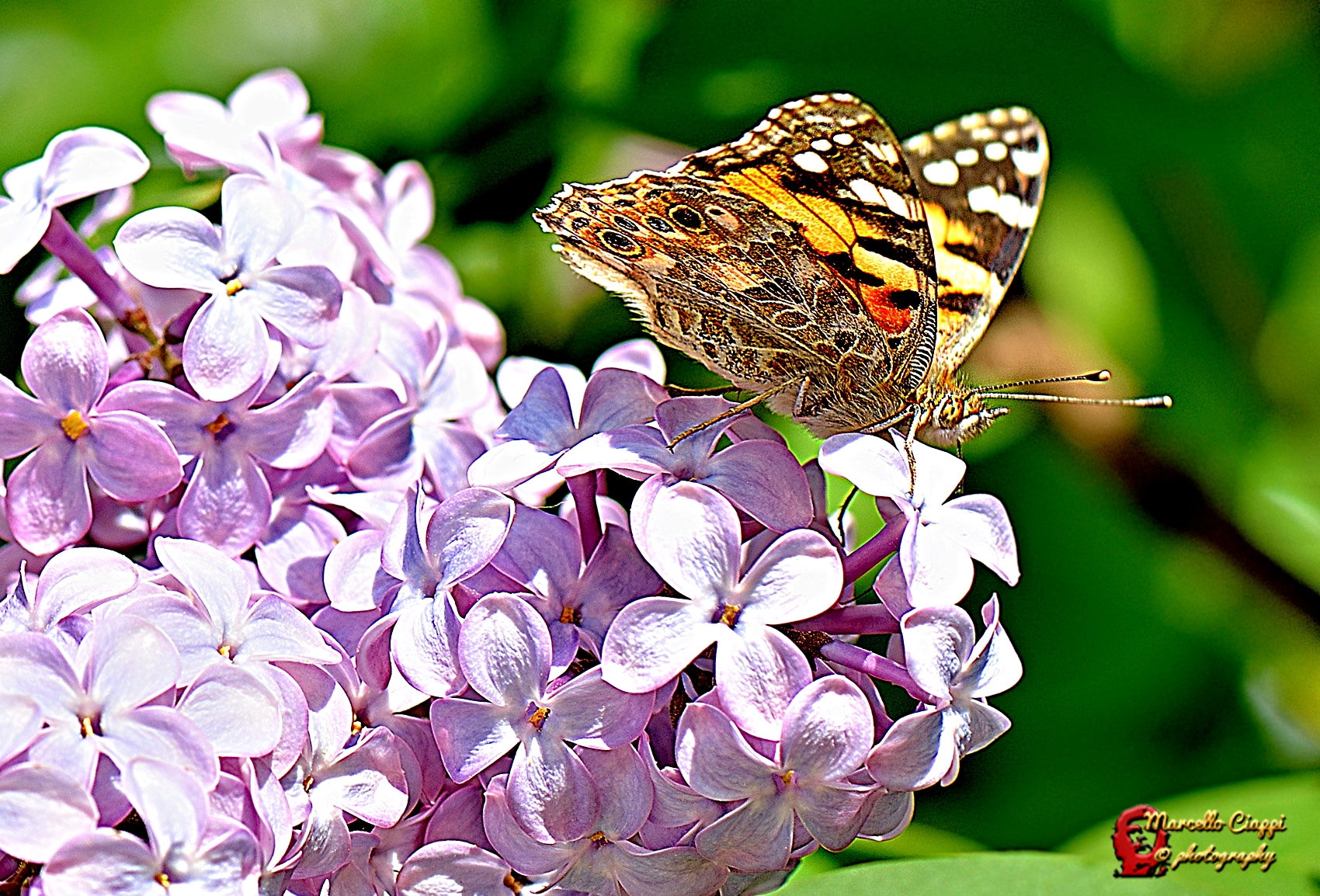 Vanessa cardui