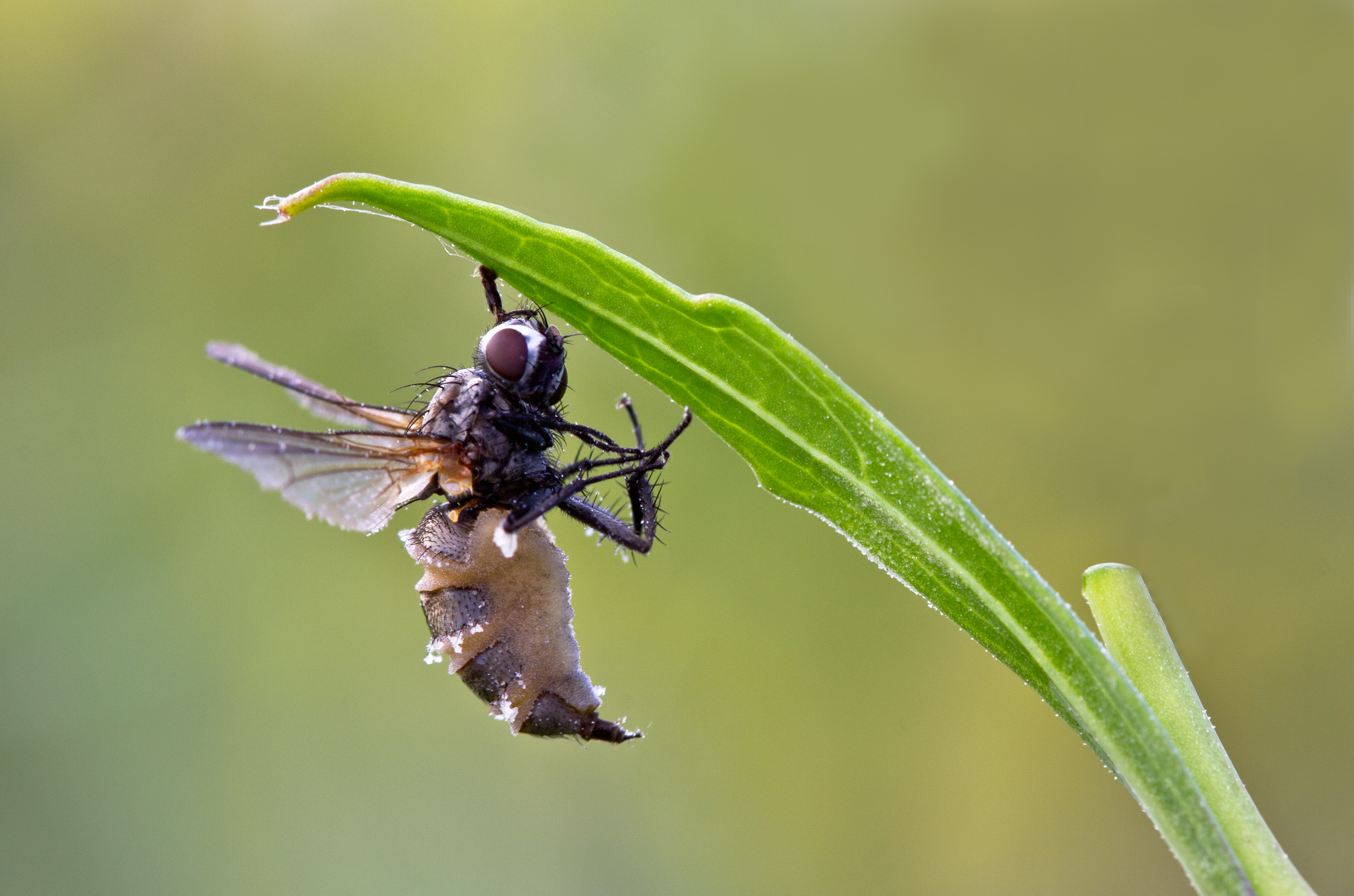 Mosca infettata da Entomophthora muscae
