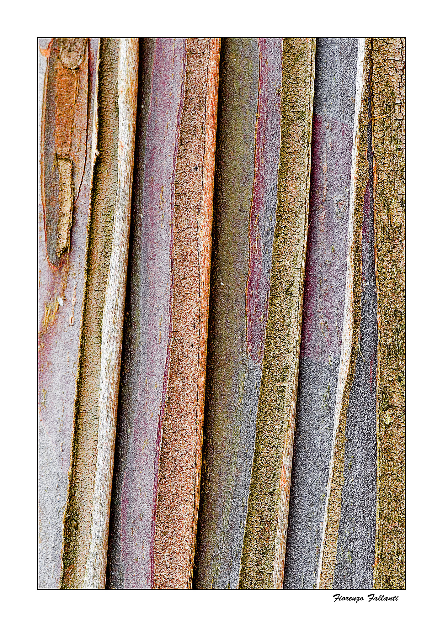 ... The skin of trees