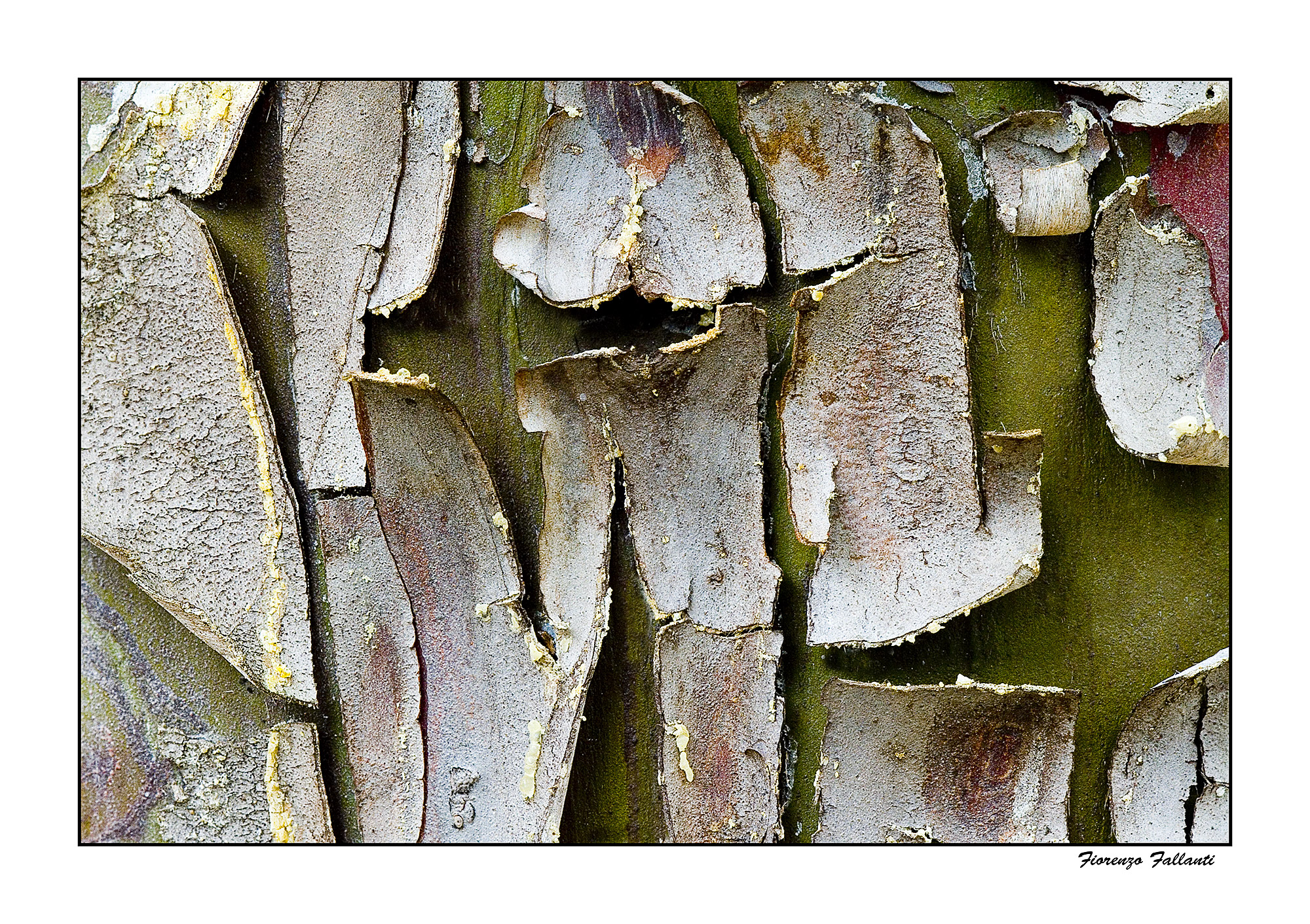 ... The skin of trees