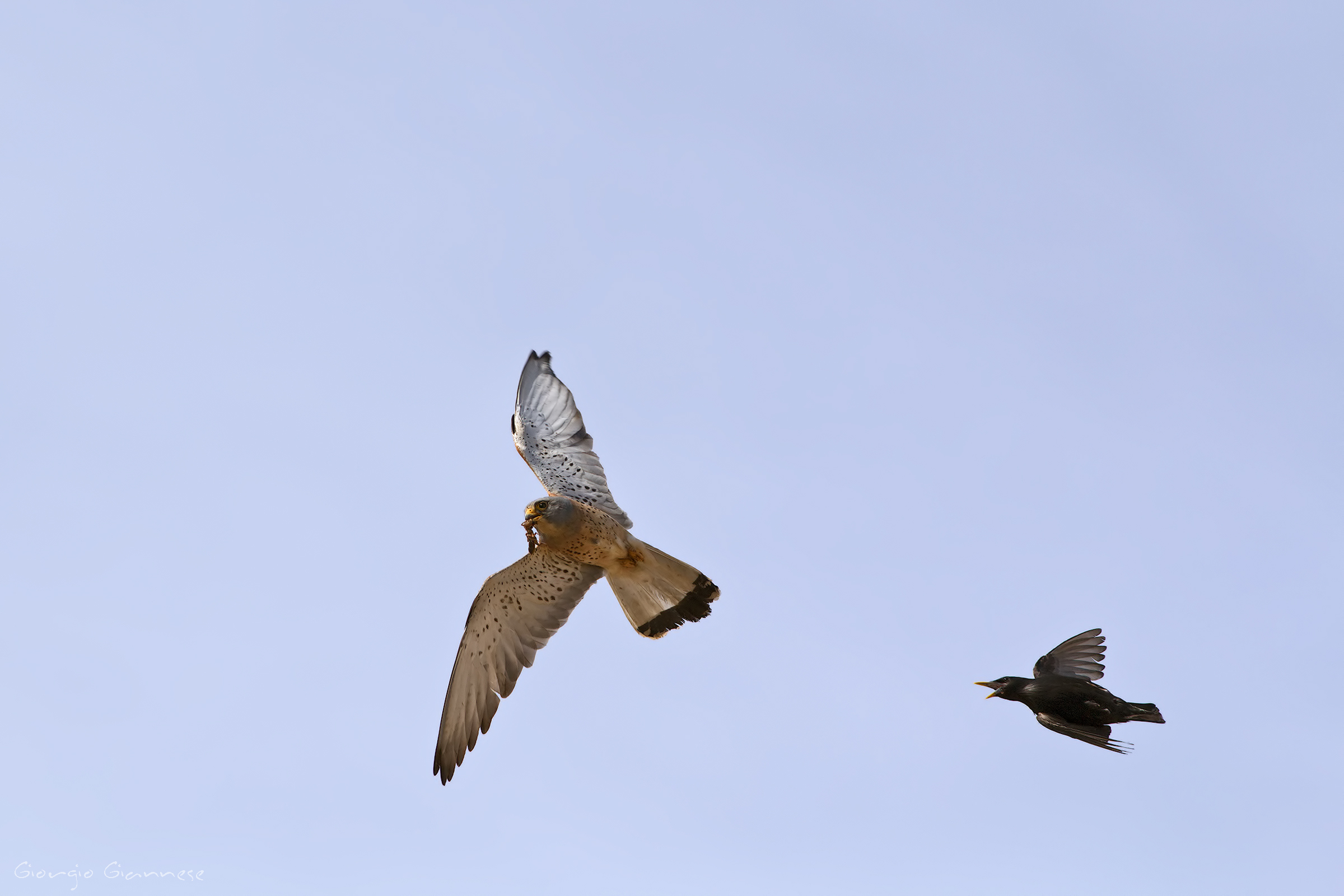 Grillaio (F. naumanni) & Storno nero (Sturnus unicolor)