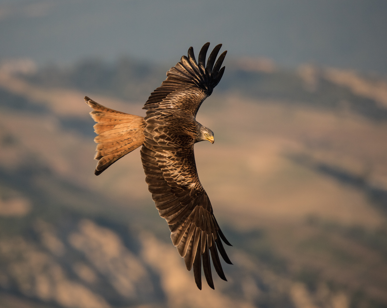 Nbbio Reale al tramonto