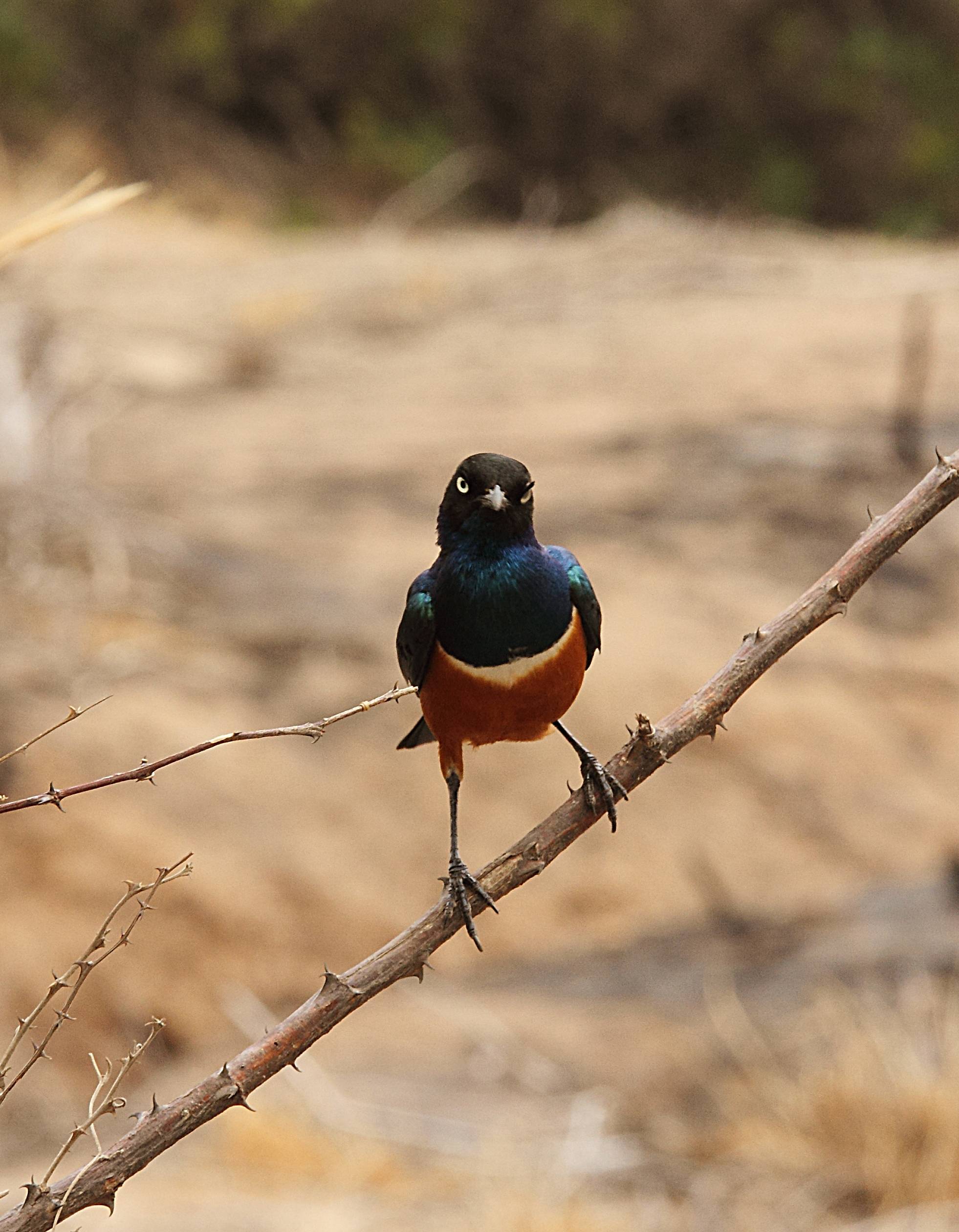 Bird which ignore race and name