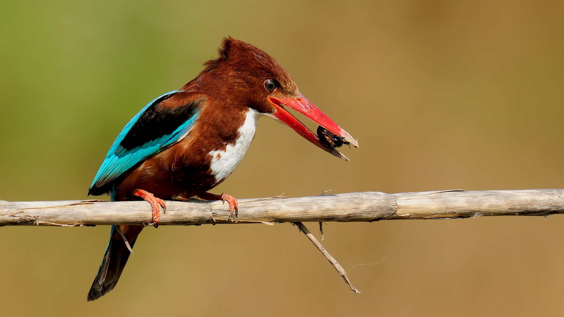 Halcyon smyrnensis »White-throated Kingfisher Adana TR