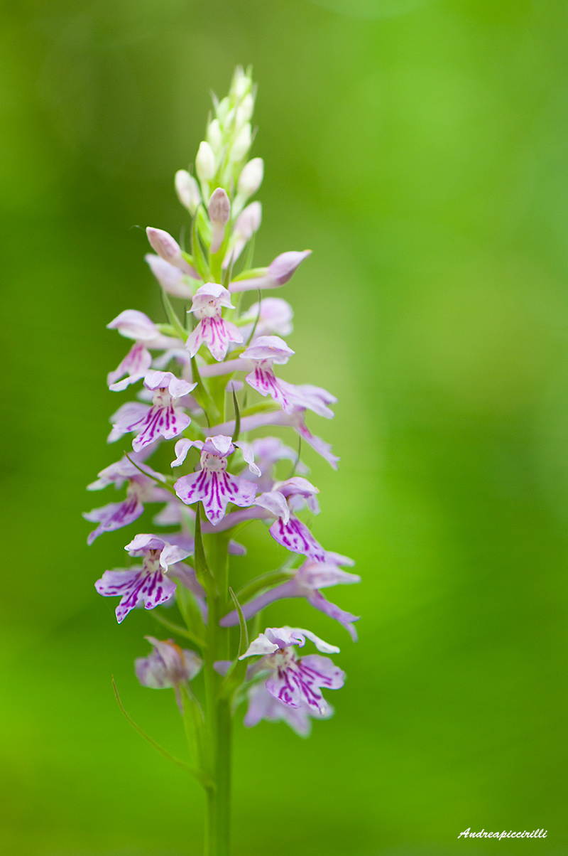 Dactylorhiza maculata