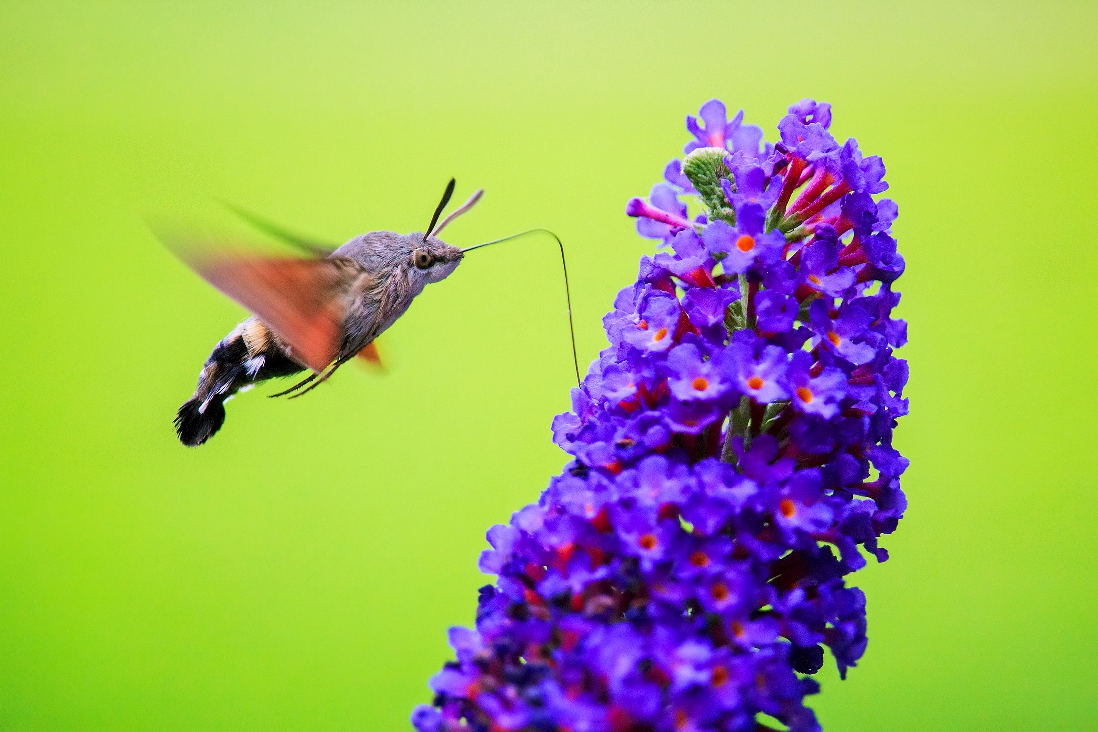 Butterfly hummingbird