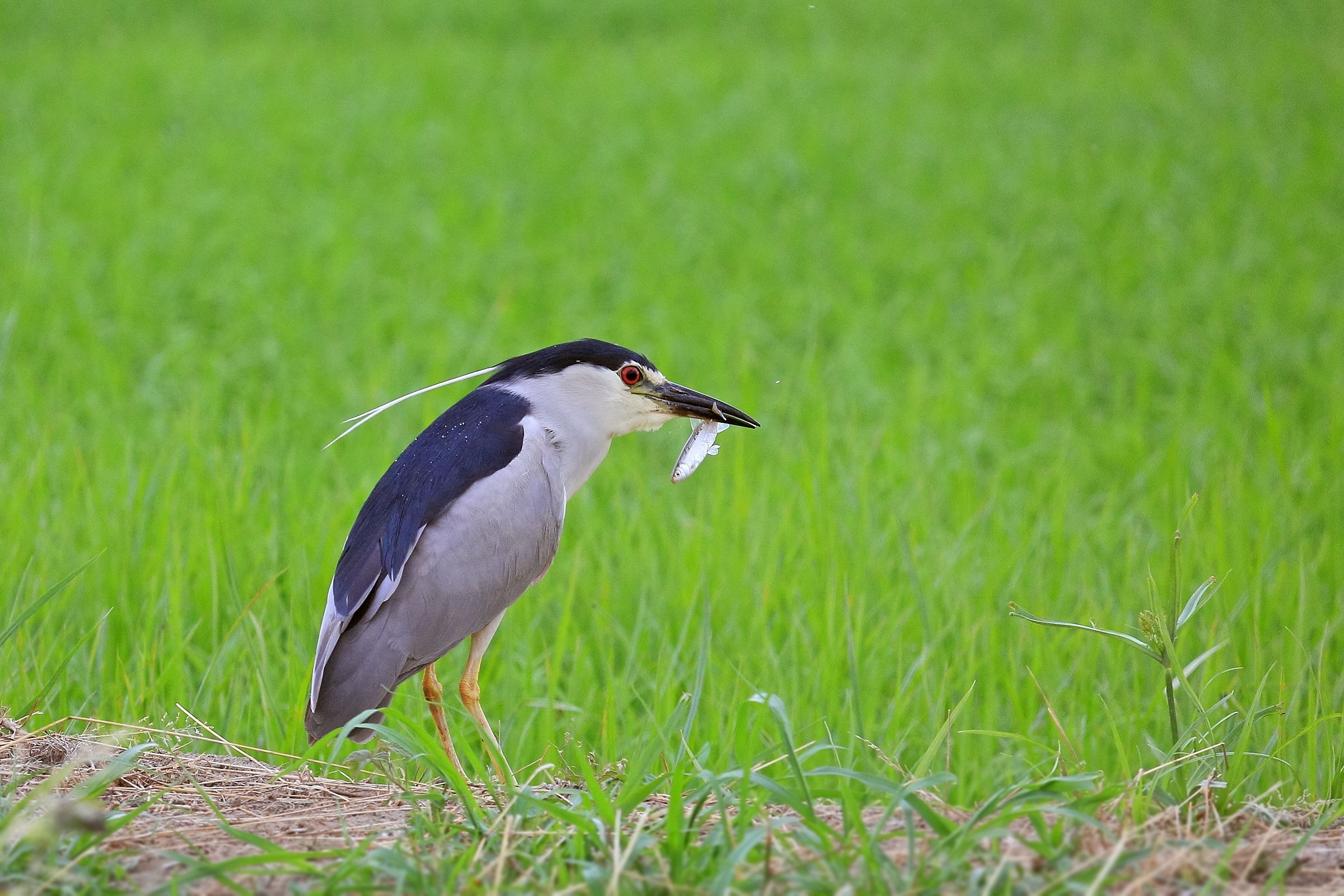 Spuntino dopo il tuffo