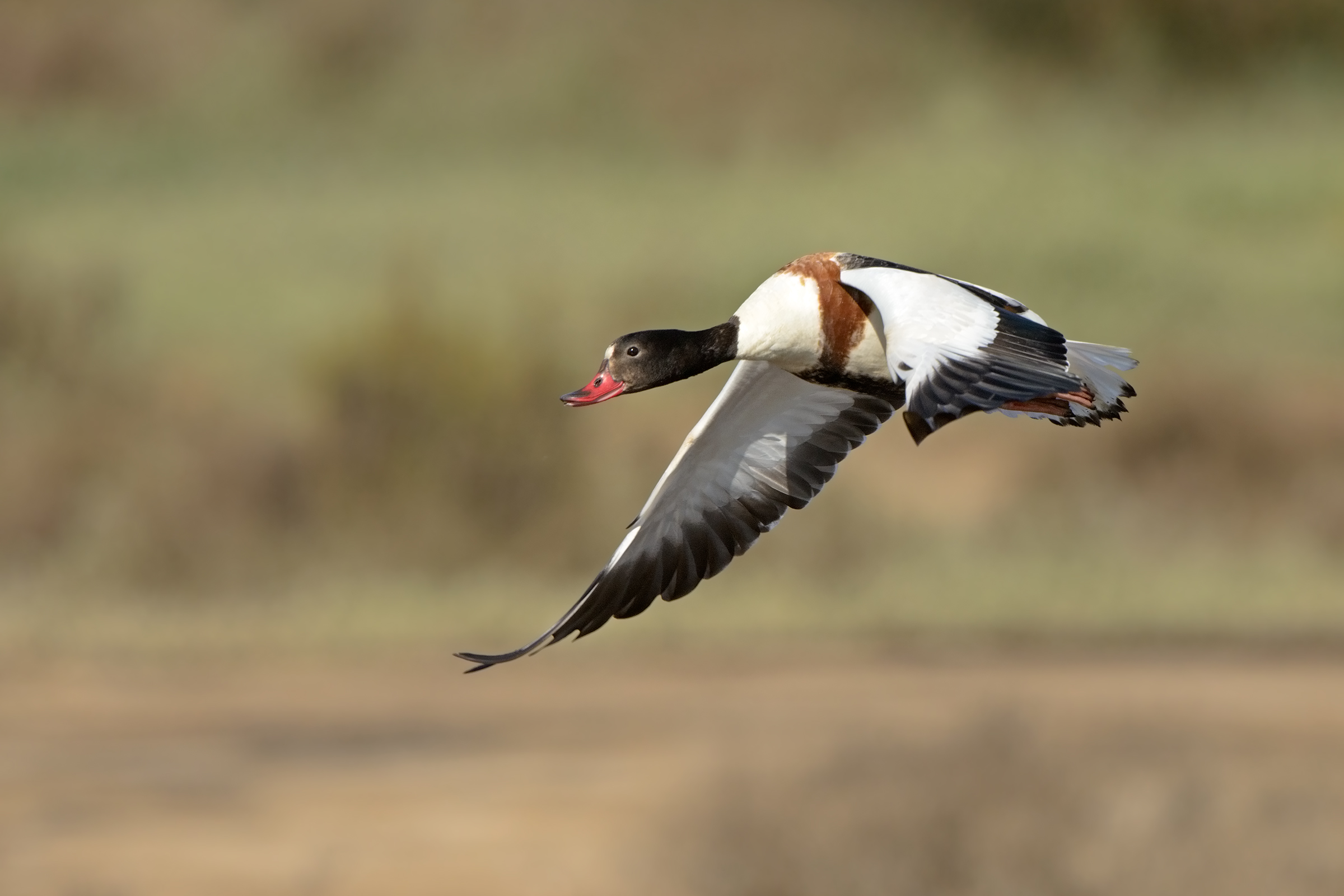 shelduck