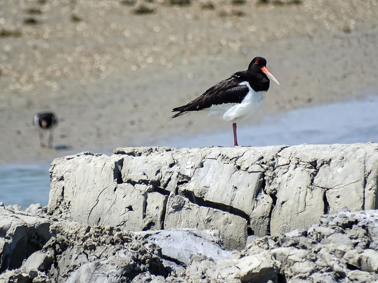 oystercatcher