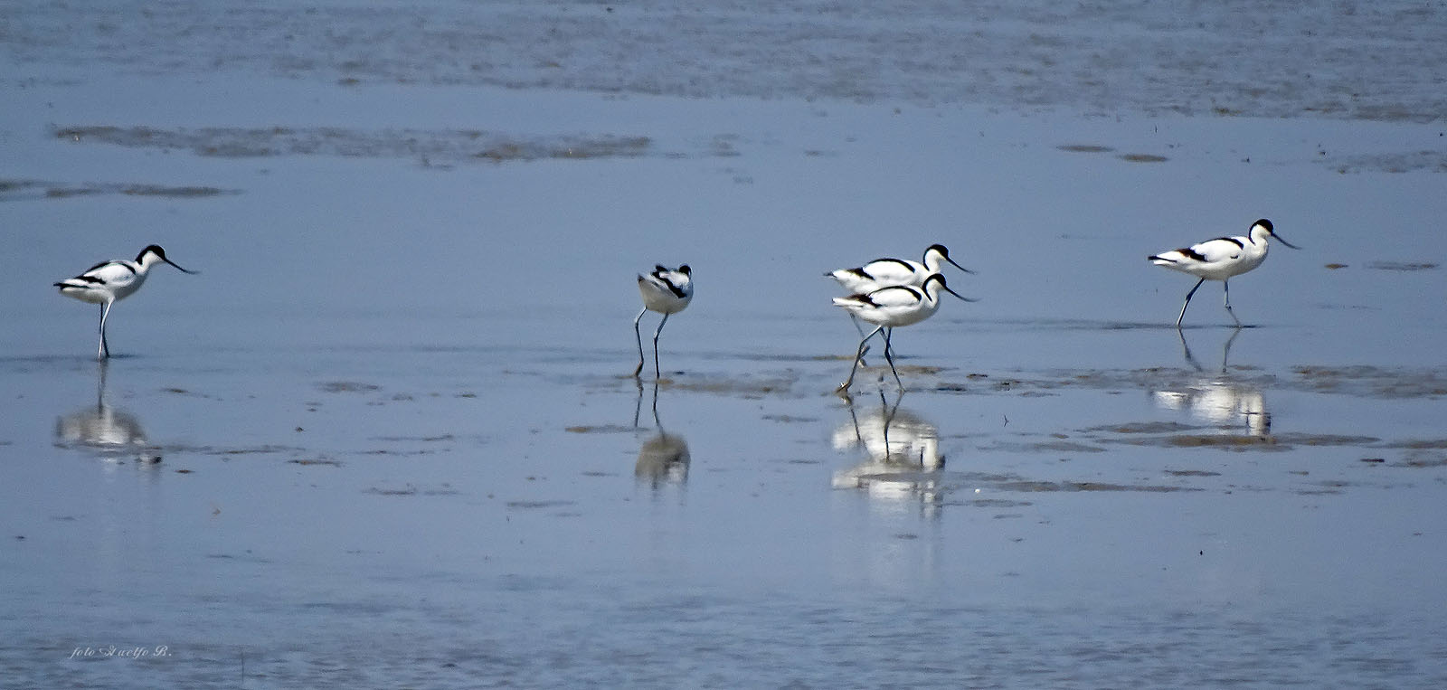 avocets