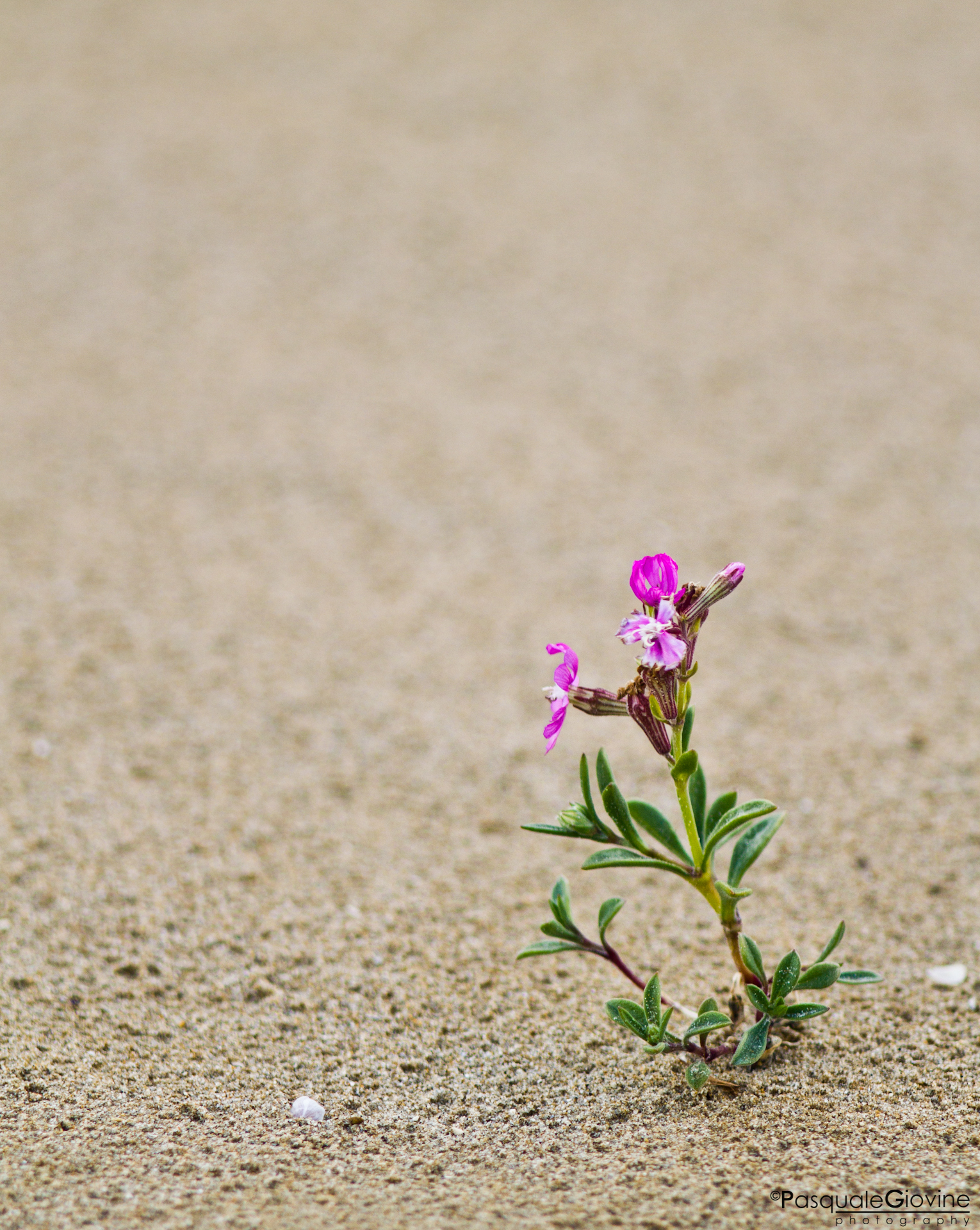 fiore nella sabbia