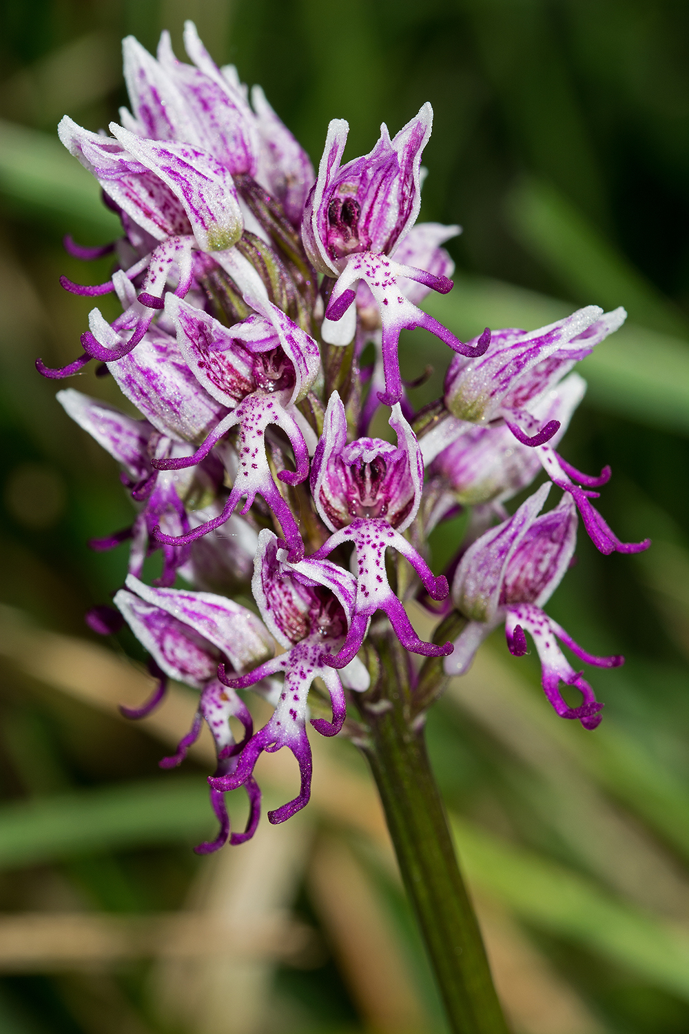 Orchis simia
