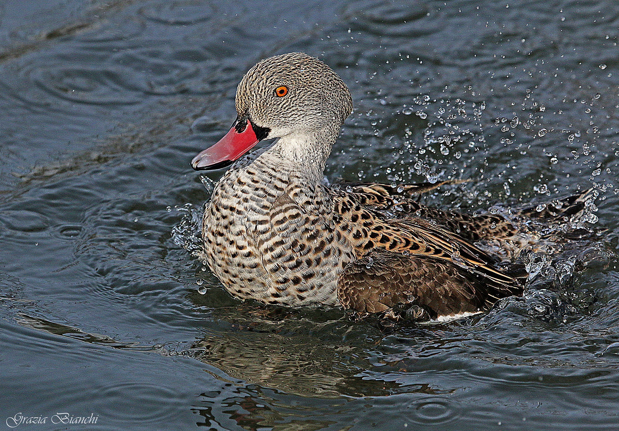 Cape teal