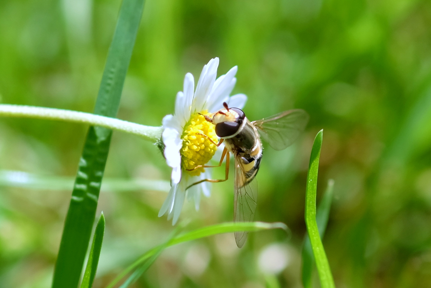 la provvigione del polline 2