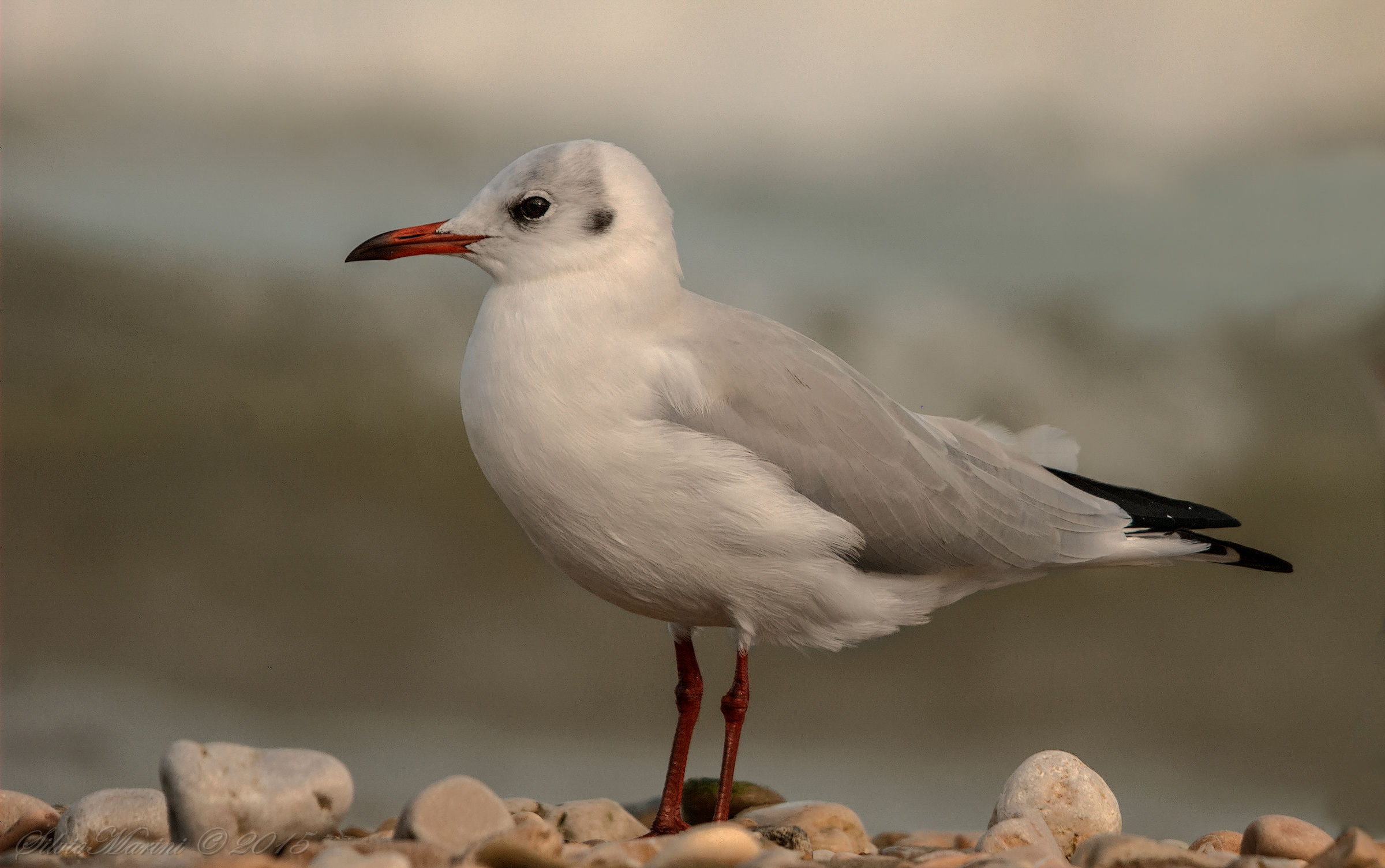 Gabbiano comune (Chroicocephalus ridibundus)