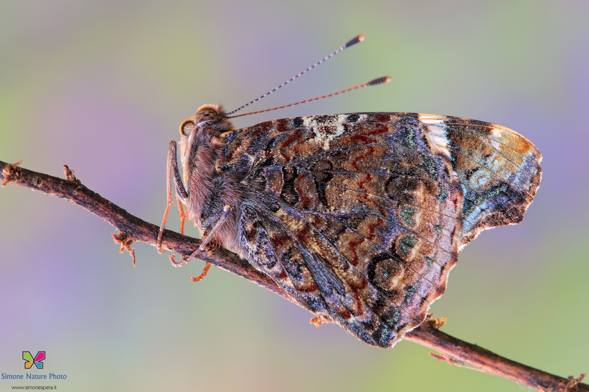 Vanessa atalanta.....