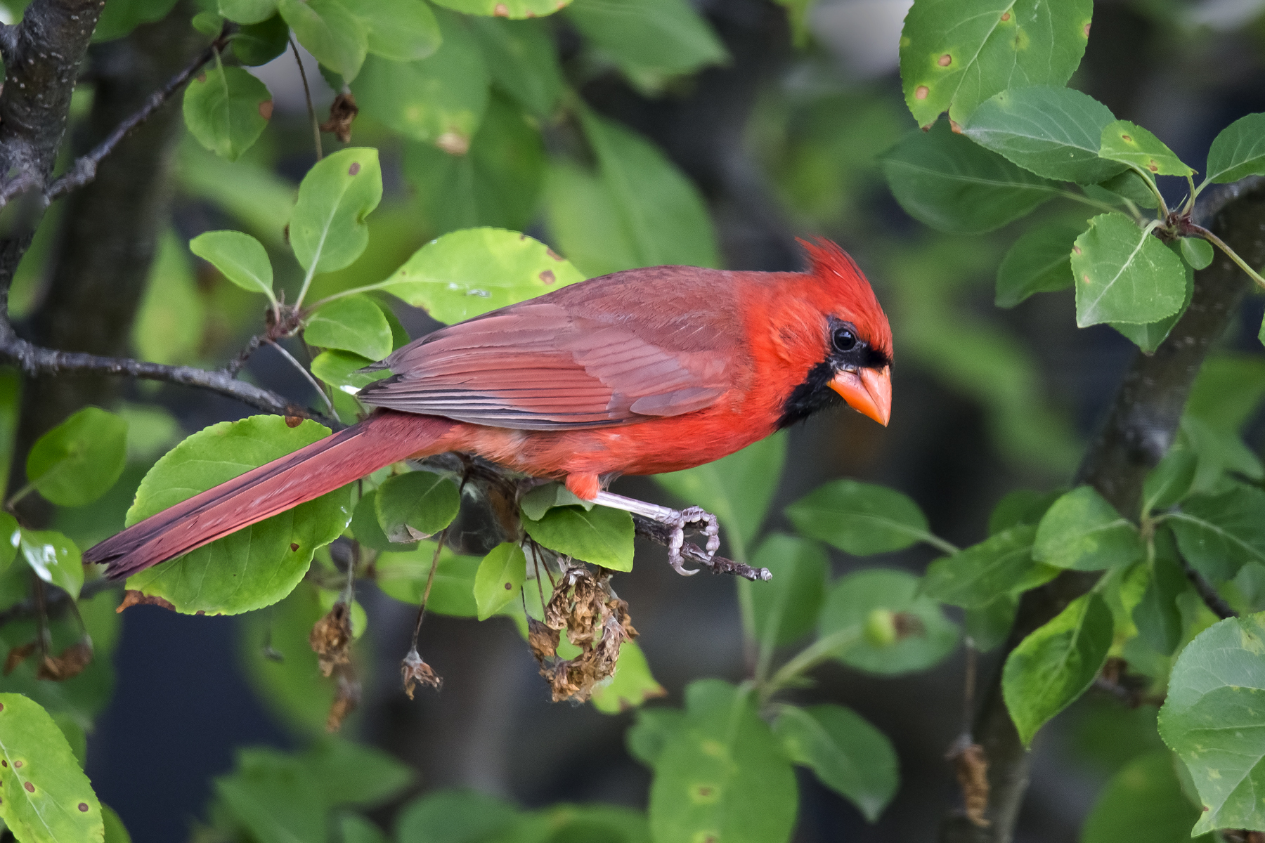 Male Cardinal