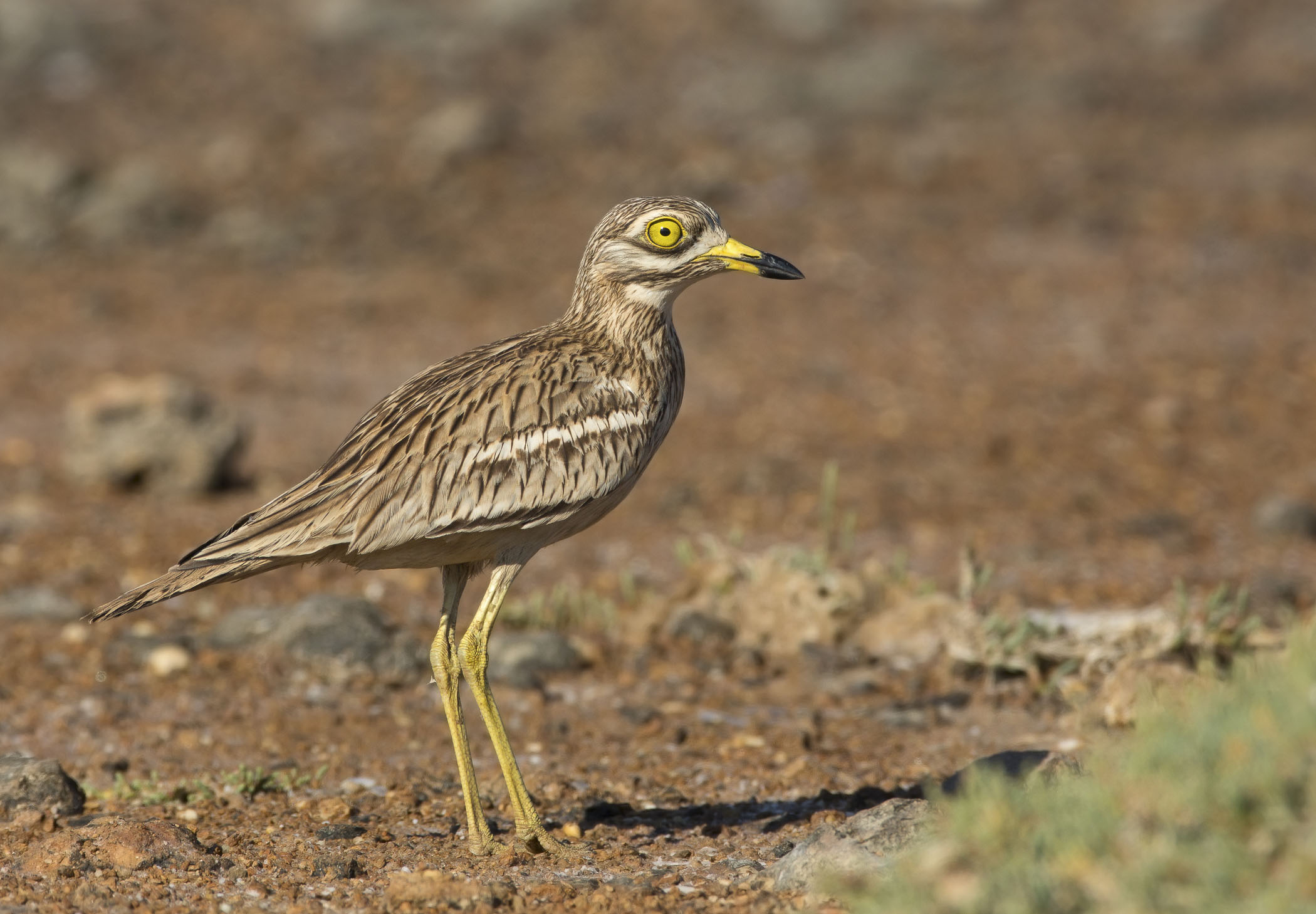 occhione (burhinus oedicnemus)