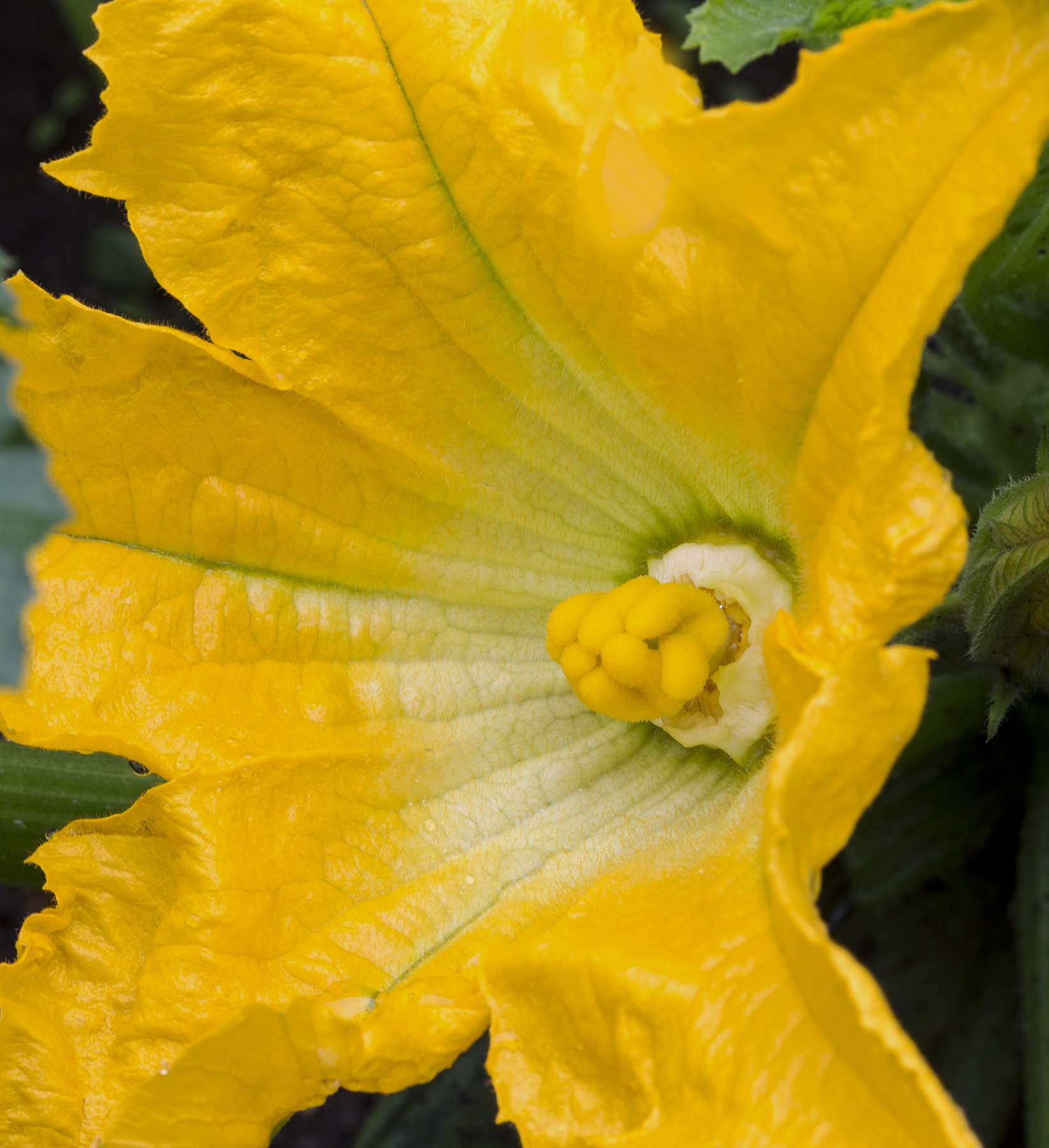 Zucchini Flower