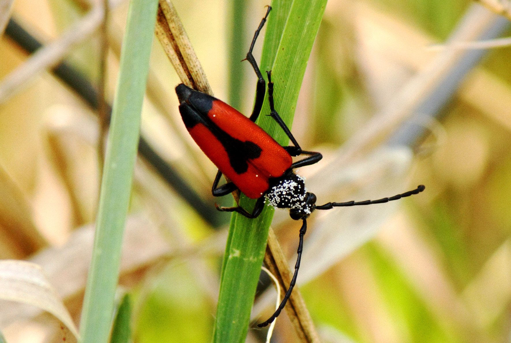 Asso di picche in asso di cuori