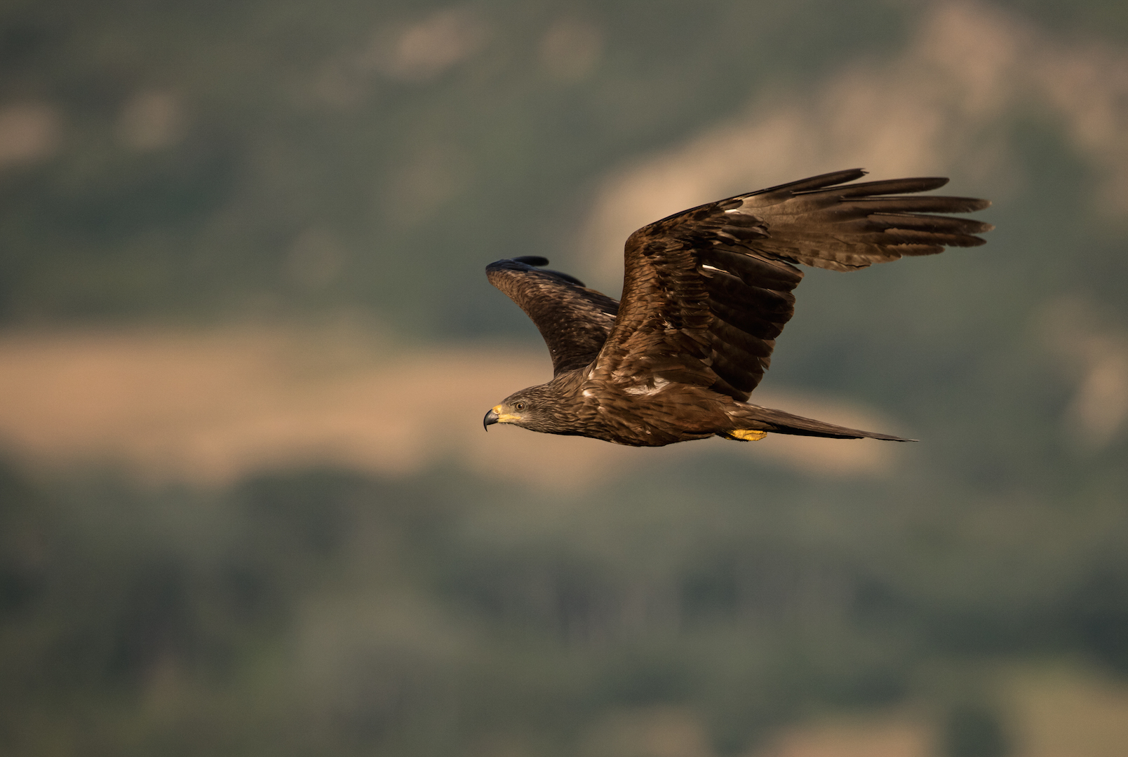 Nibbio Bruno al tramonto