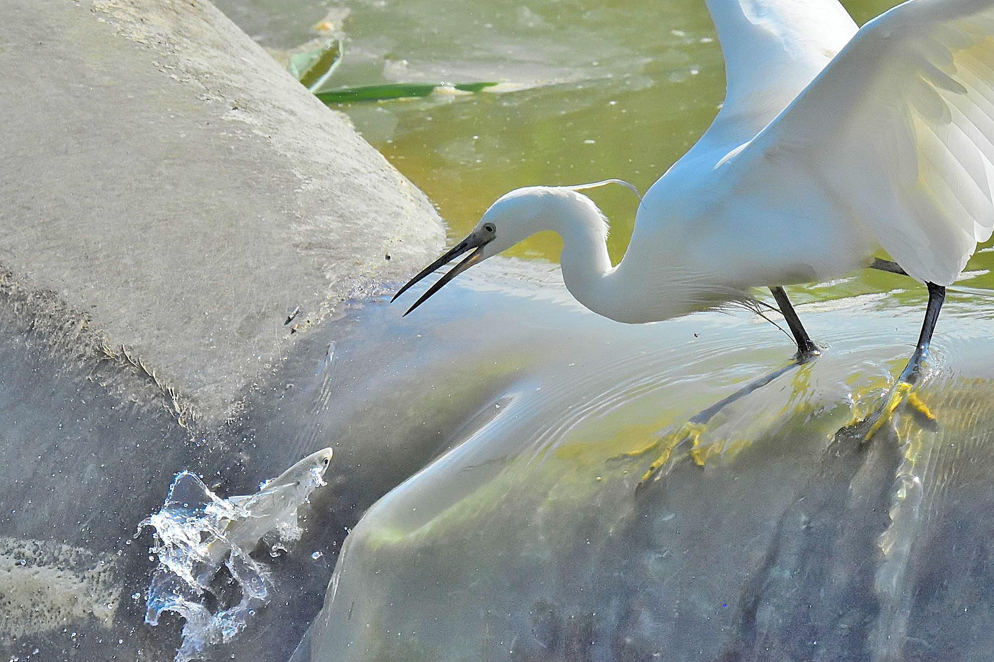 Egret attack