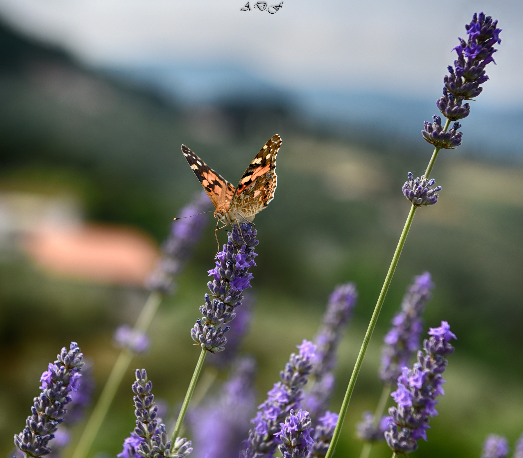The butterfly on lavender !!!
