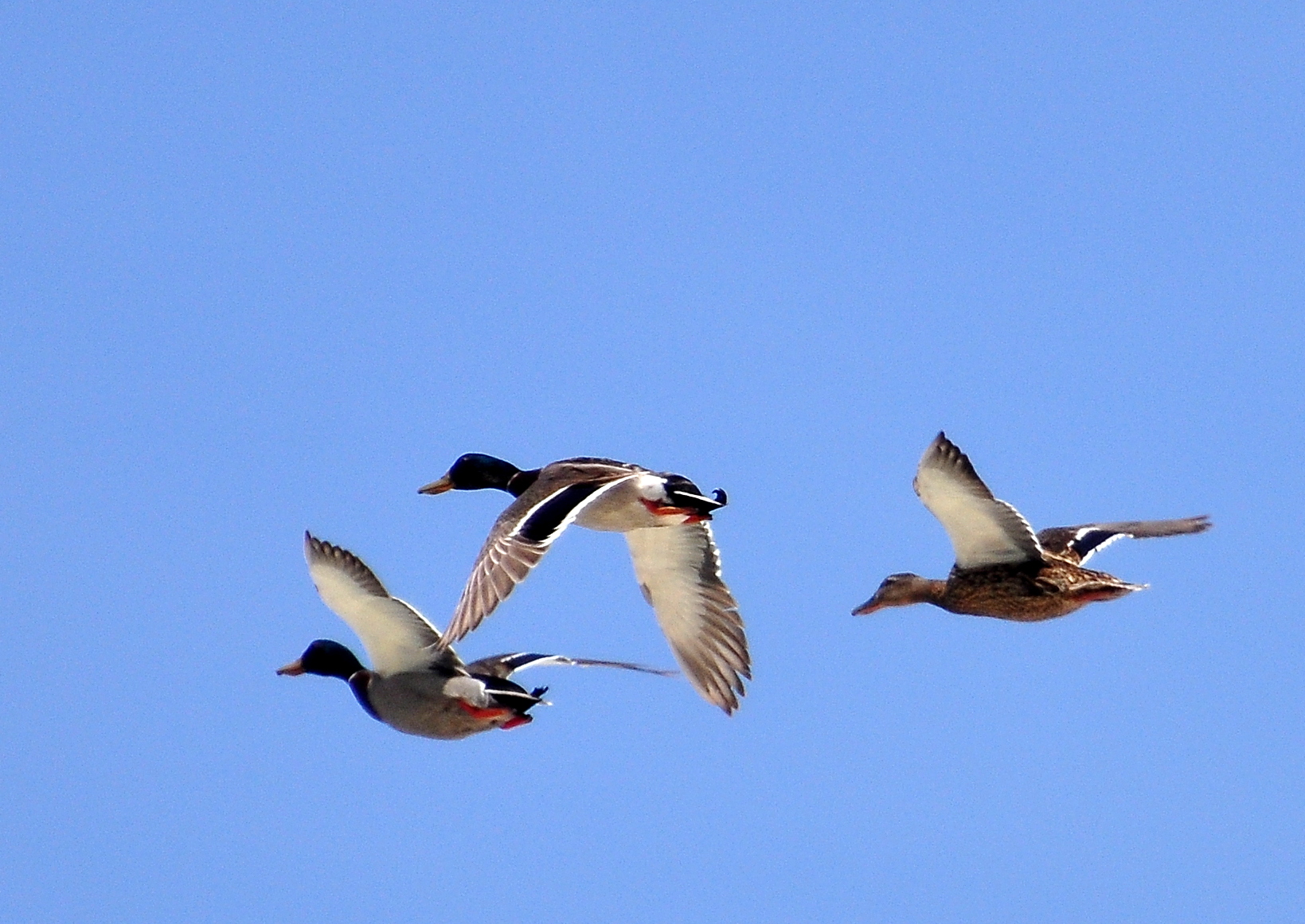 Mallards in flight / 02