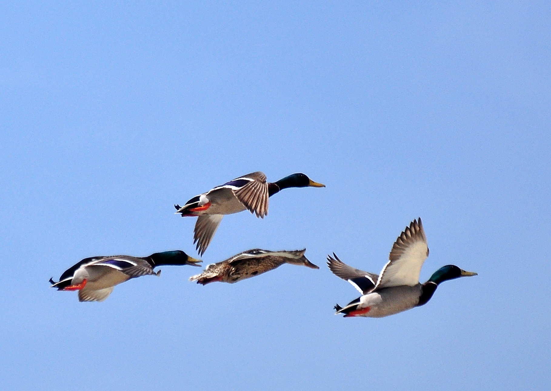 Mallards in flight / 05