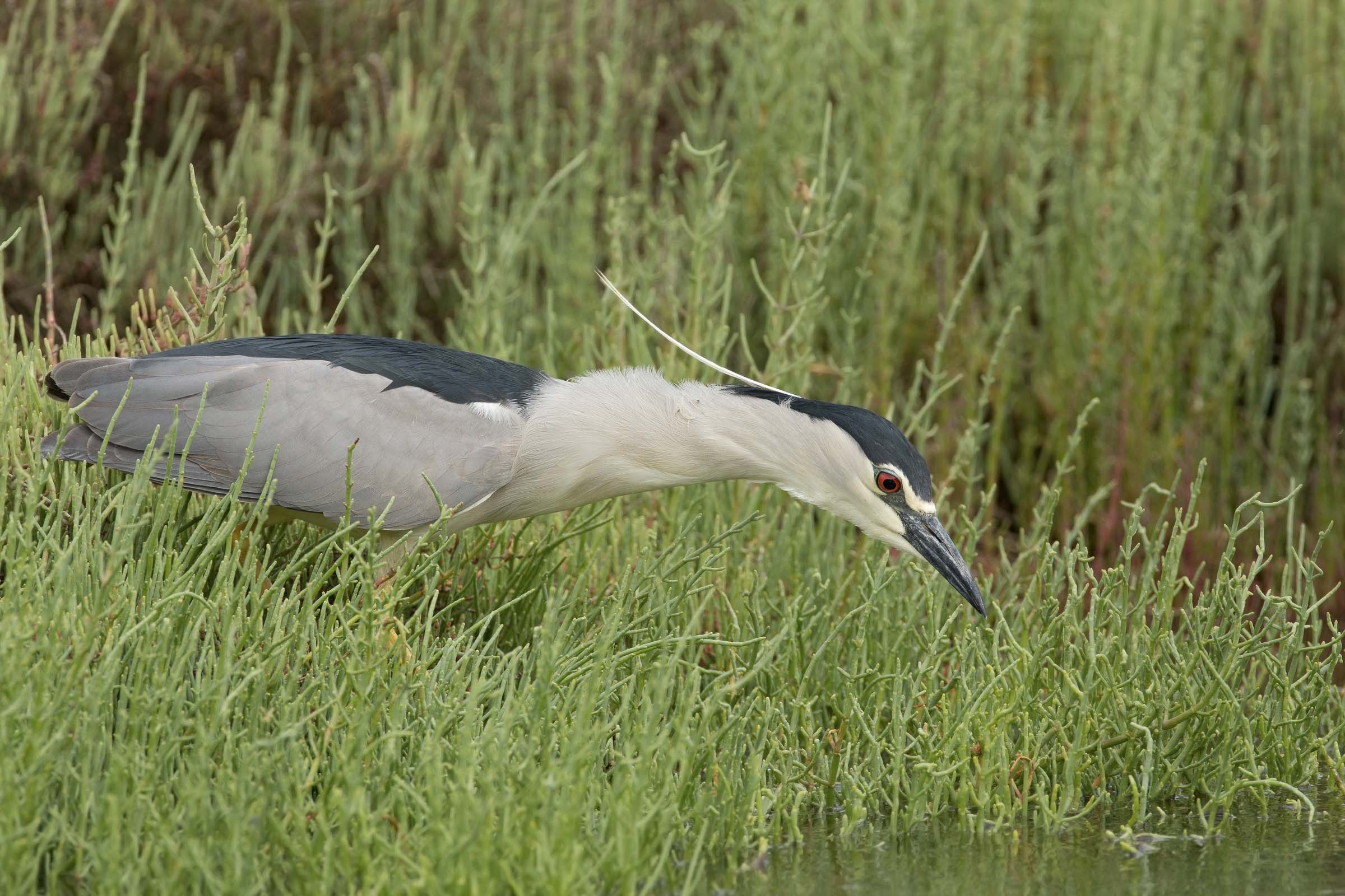 nitticora (nycticorax nycticorax)