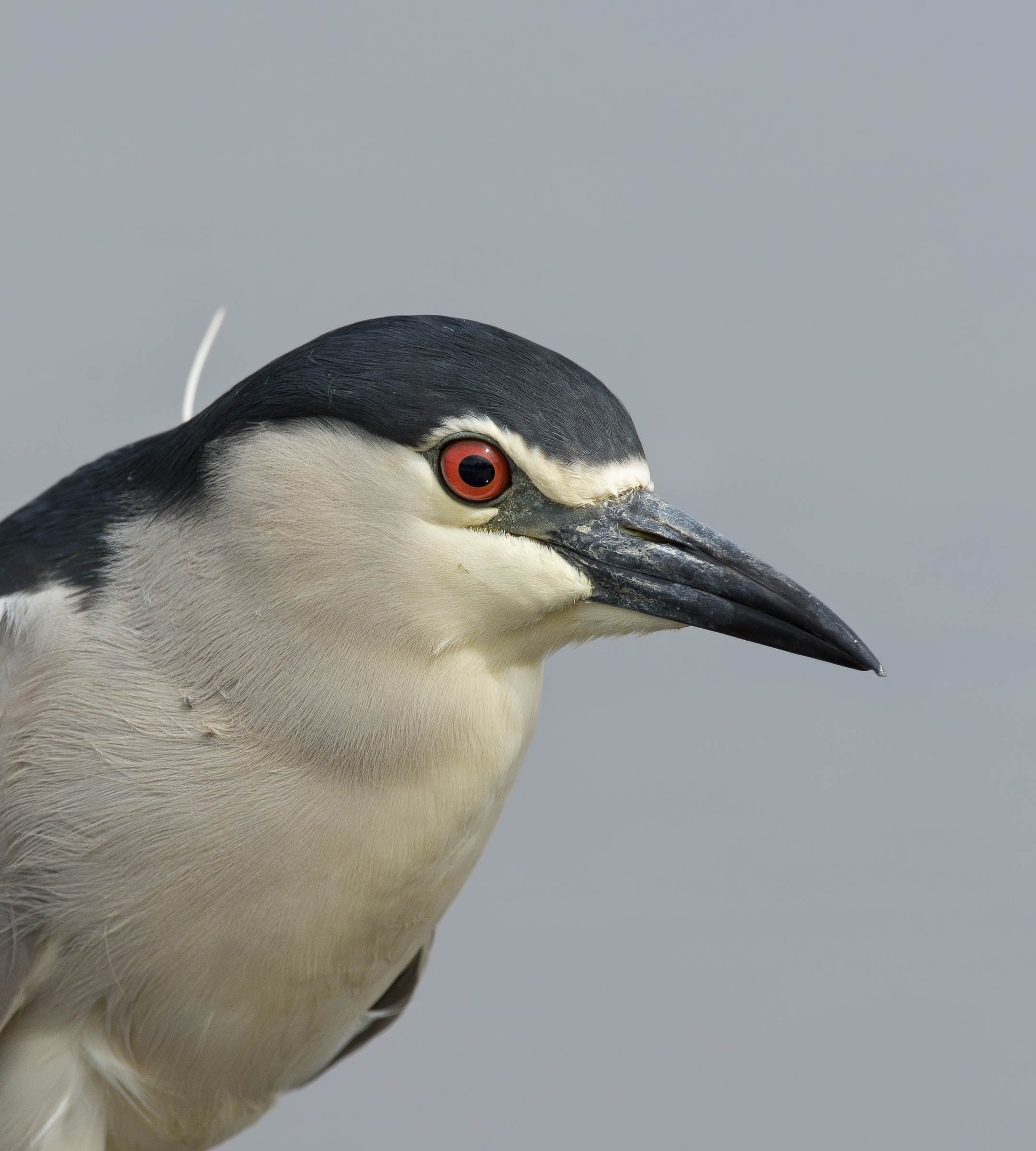 nitticora (nycticorax nycticorax)