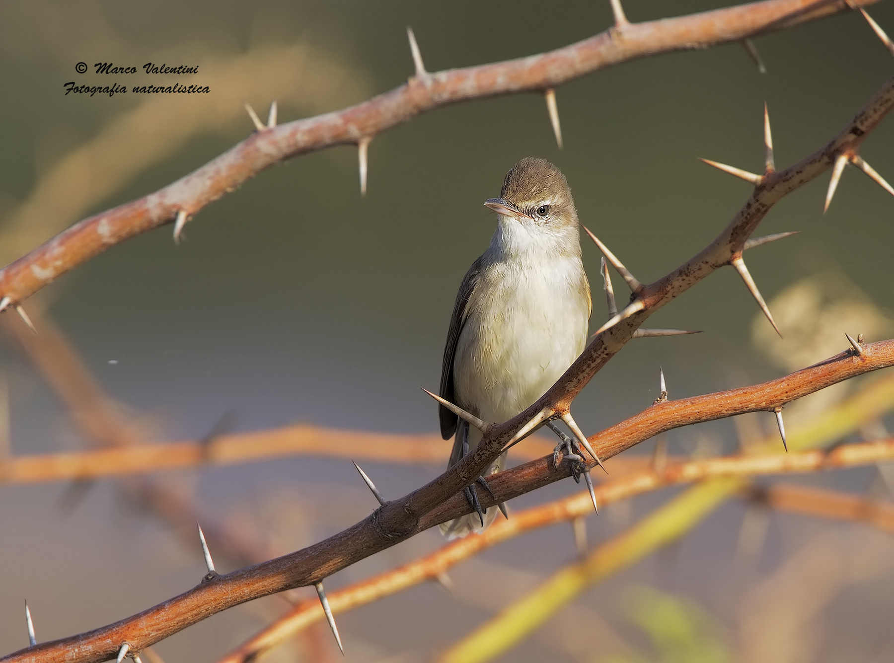 Il cannareccione e le spine