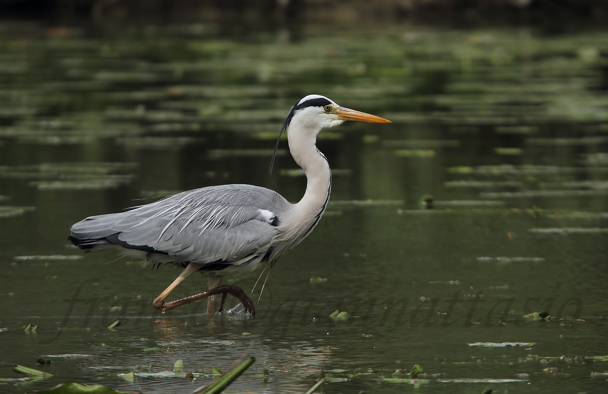 Heron
