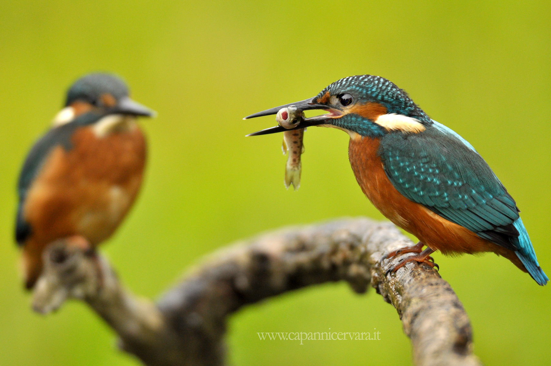 Fratelli che imparano