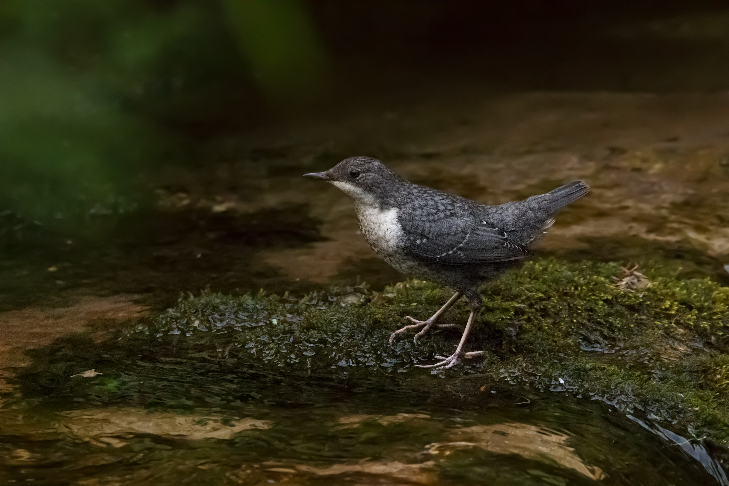 Young Dipper