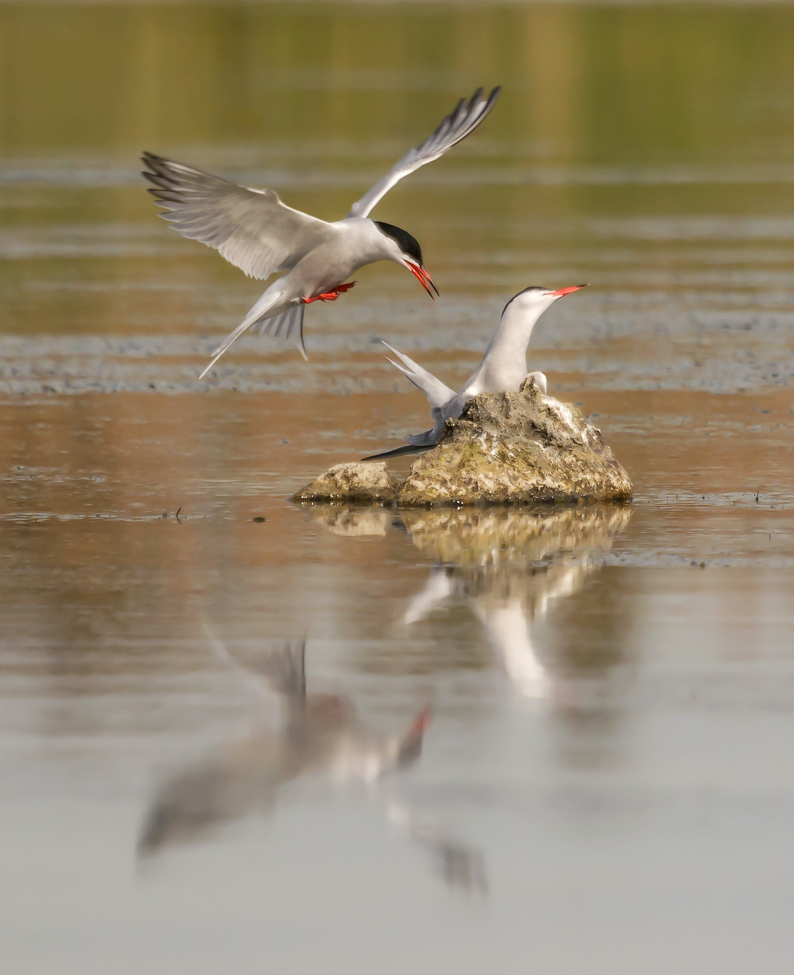 Fammi posto (sterna comune)