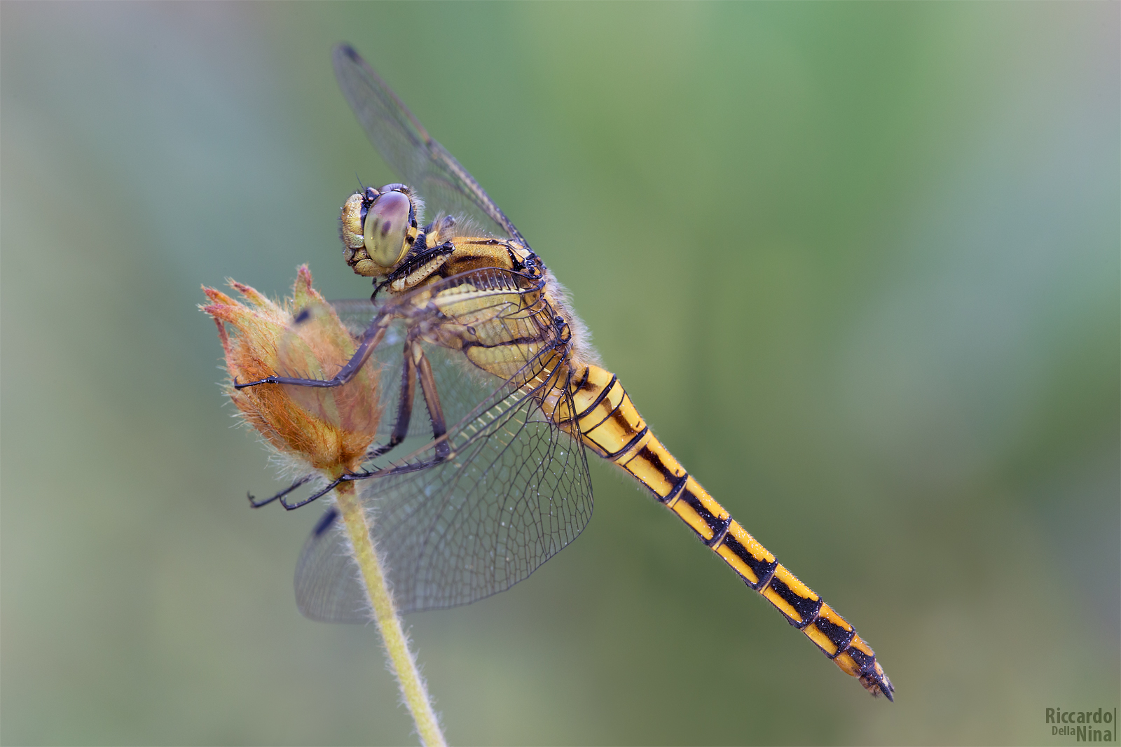 dragonfly