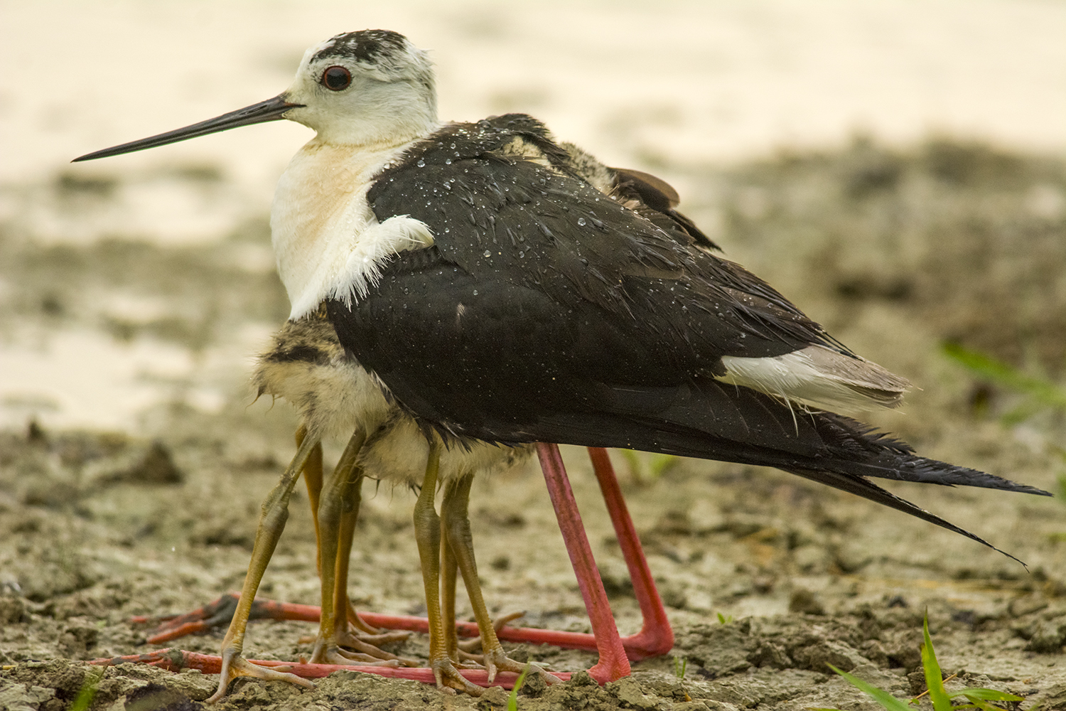 Knight of Italy "protects small rain"