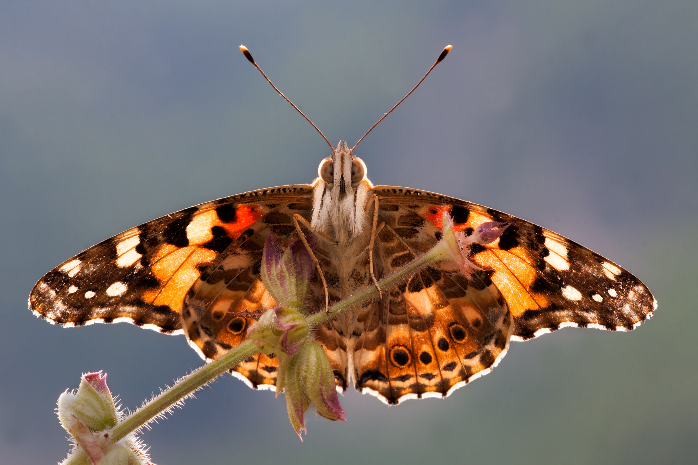 Vanessa del cardo in controluce