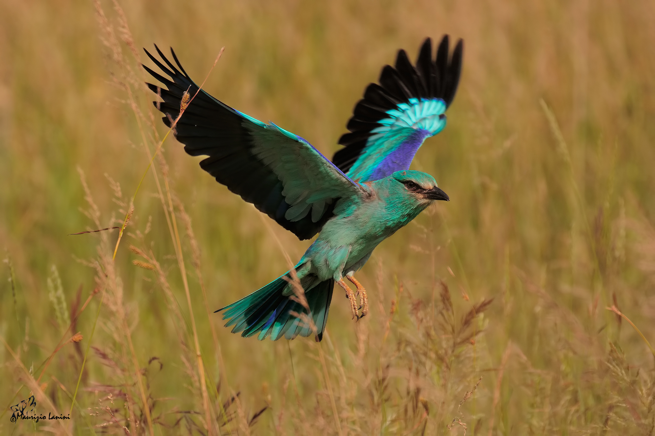 Ghiandaia marina ( preferibile HD)