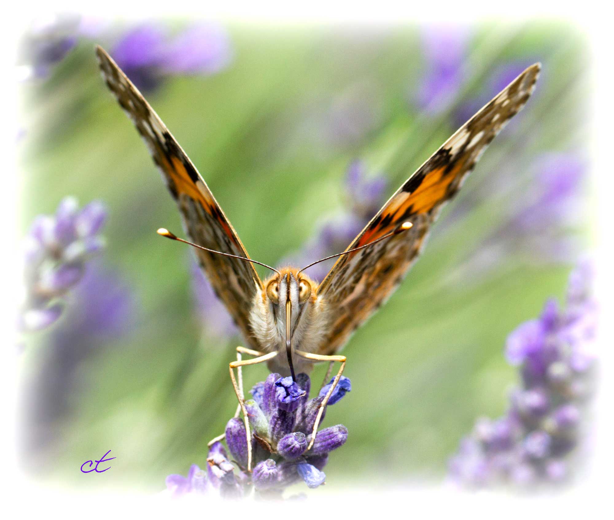 ... The lavender ...