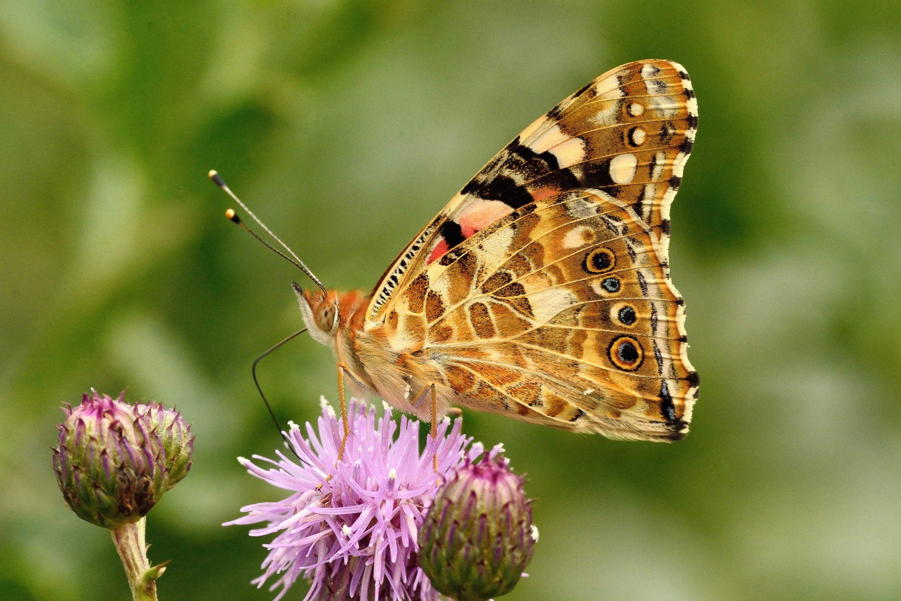 Vanessa cardui
